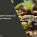 Can Leopard Geckos Eat Morio Worms
