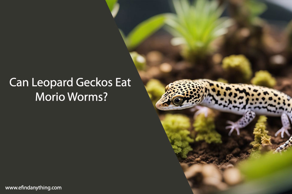 Can Leopard Geckos Eat Morio Worms