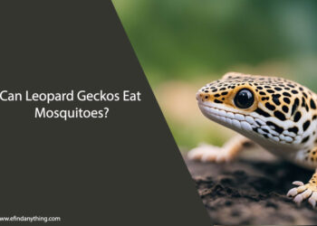 Can Leopard Geckos Eat Mosquitoes