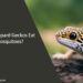 Can Leopard Geckos Eat Mosquitoes
