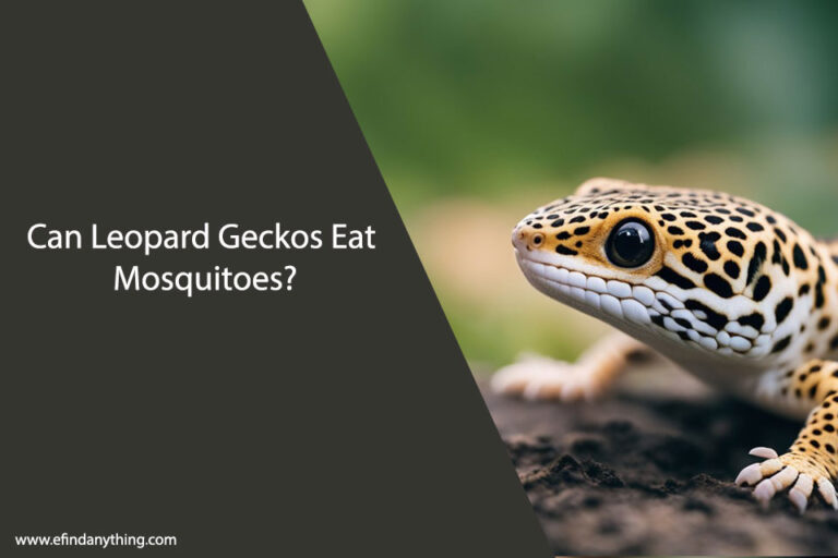 Can Leopard Geckos Eat Mosquitoes