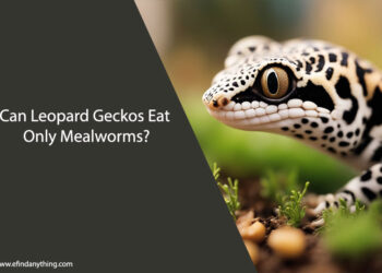 Can Leopard Geckos Eat Only Mealworms
