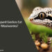 Can Leopard Geckos Eat Only Mealworms