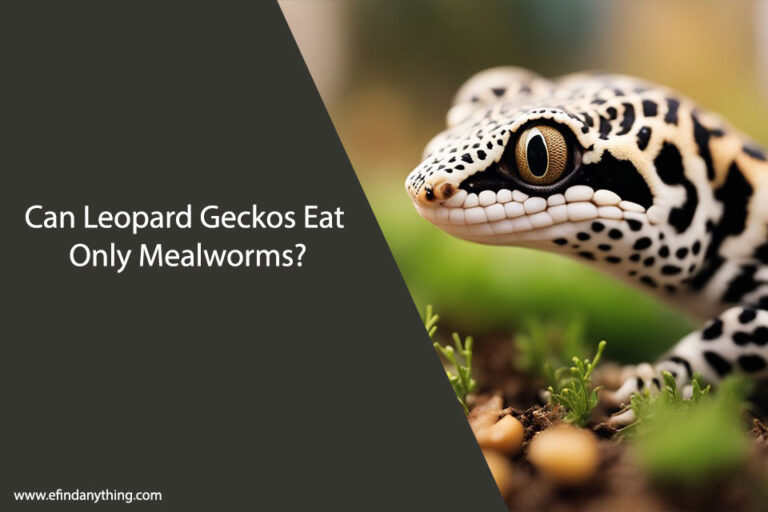 Can Leopard Geckos Eat Only Mealworms