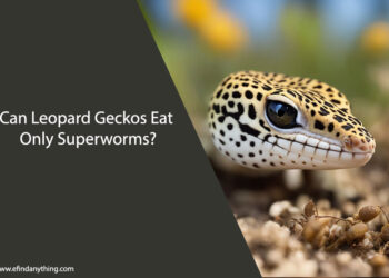 Can Leopard Geckos Eat Only Superworms