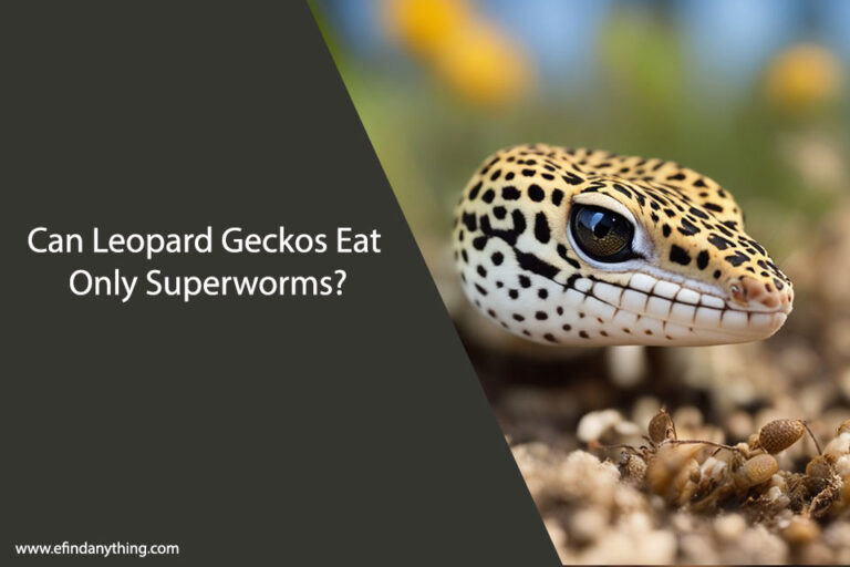 Can Leopard Geckos Eat Only Superworms