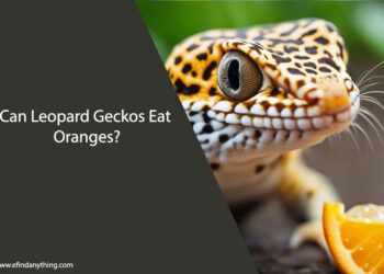 Can Leopard Geckos Eat Oranges