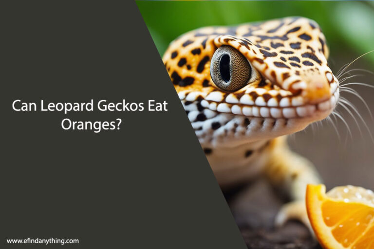 Can Leopard Geckos Eat Oranges