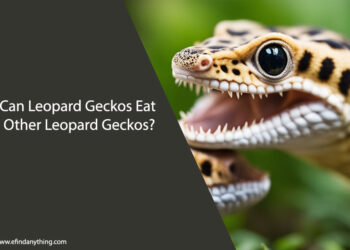 Can Leopard Geckos Eat Other Leopard Geckos