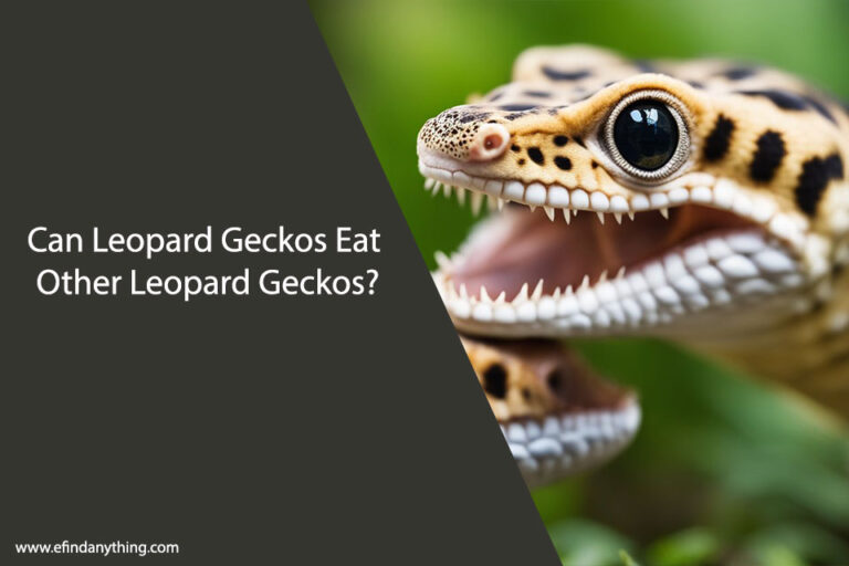 Can Leopard Geckos Eat Other Leopard Geckos