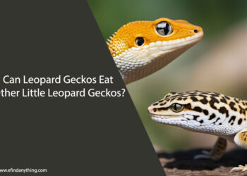 Can Leopard Geckos Eat Other Little Leopard Geckos