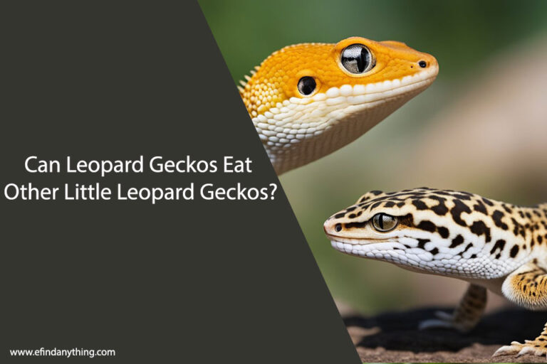Can Leopard Geckos Eat Other Little Leopard Geckos