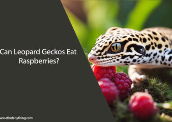 Can Leopard Geckos Eat Raspberries