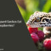 Can Leopard Geckos Eat Raspberries