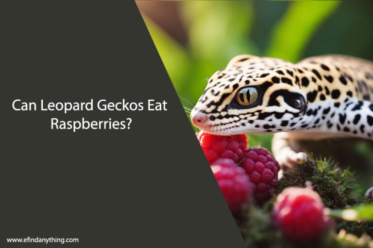 Can Leopard Geckos Eat Raspberries