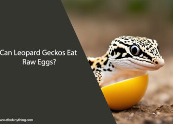 Can Leopard Geckos Eat Raw Eggs