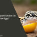 Can Leopard Geckos Eat Raw Eggs