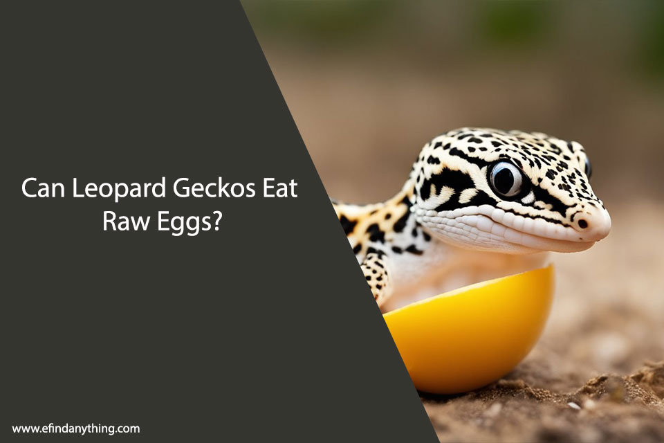Can Leopard Geckos Eat Raw Eggs