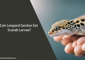 Can Leopard Geckos Eat Scarab Larvae