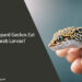 Can Leopard Geckos Eat Scarab Larvae