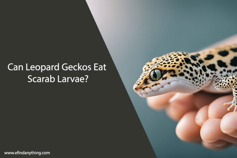 Can Leopard Geckos Eat Scarab Larvae