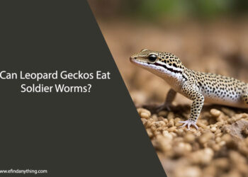 Can Leopard Geckos Eat Soldier Worms