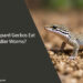 Can Leopard Geckos Eat Soldier Worms