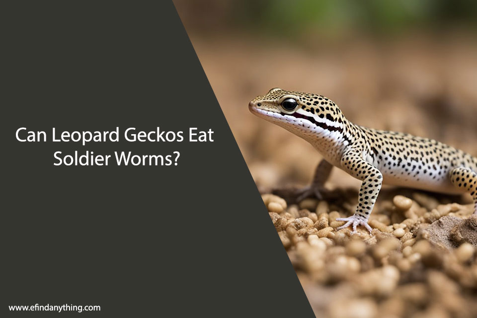 Can Leopard Geckos Eat Soldier Worms