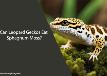 Can Leopard Geckos Eat Sphagnum Moss
