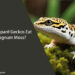 Can Leopard Geckos Eat Sphagnum Moss
