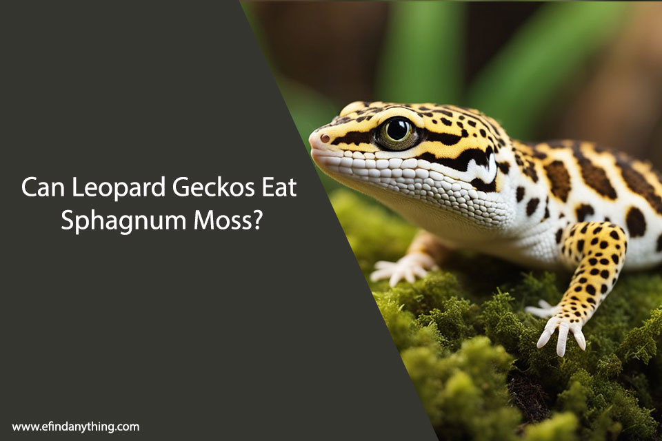 Can Leopard Geckos Eat Sphagnum Moss