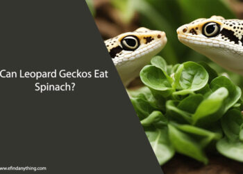 Can Leopard Geckos Eat Spinach