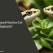 Can Leopard Geckos Eat Spinach