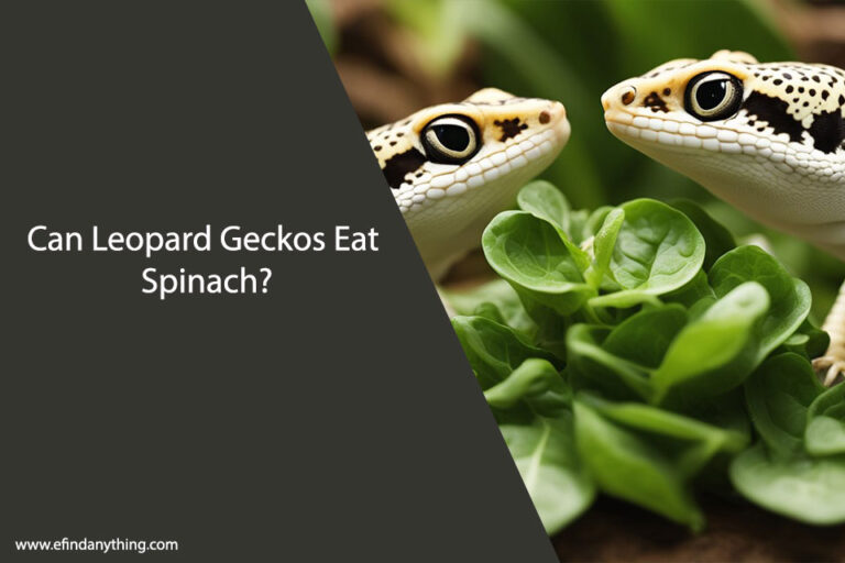 Can Leopard Geckos Eat Spinach