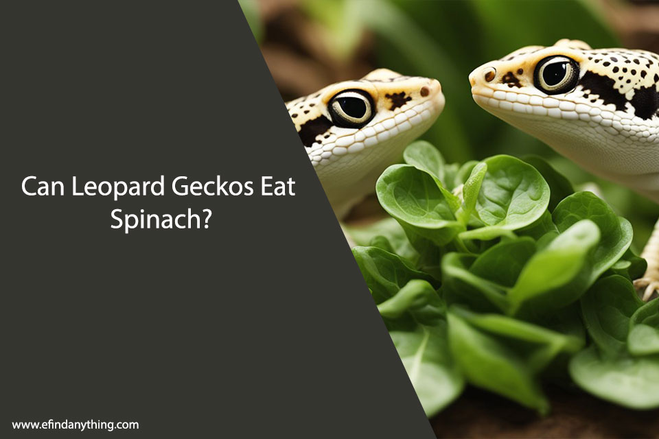 Can Leopard Geckos Eat Spinach