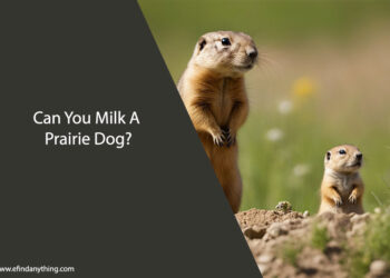 Can You Milk A Prairie Dog