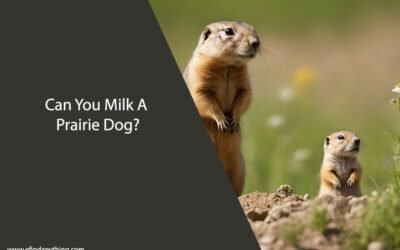 Can You Milk A Prairie Dog?