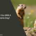 Can You Milk A Prairie Dog