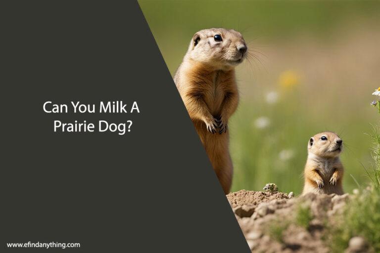 Can You Milk A Prairie Dog