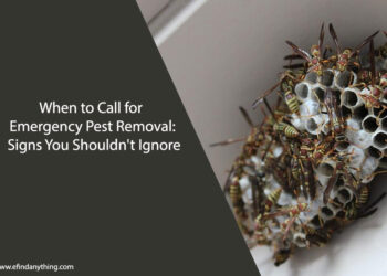 Emergency Pest Removal