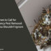 Emergency Pest Removal