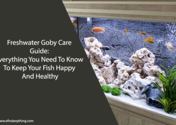 Freshwater Goby Care