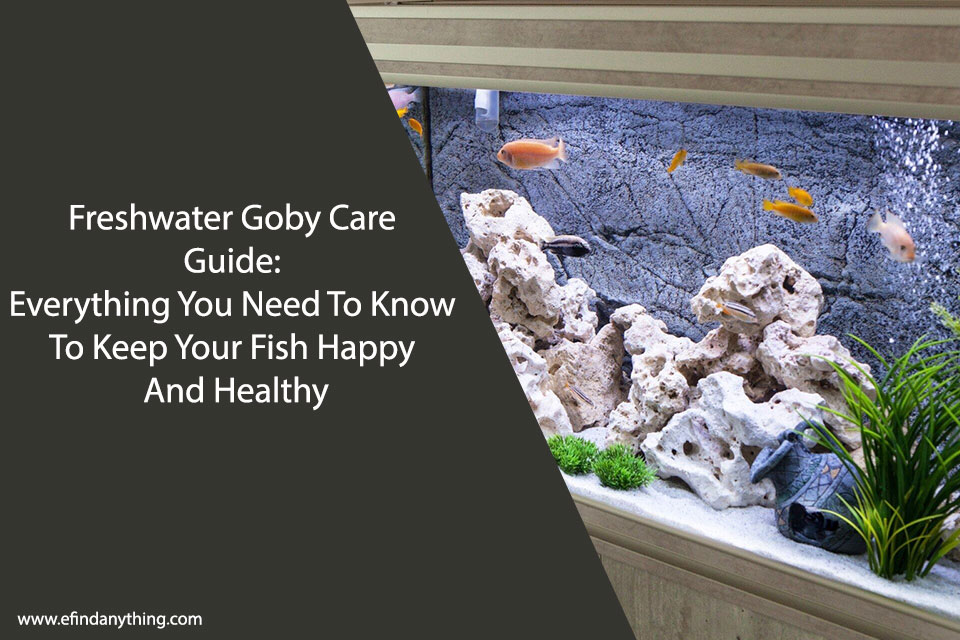 Freshwater Goby Care