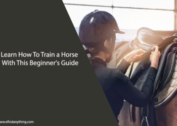 How To Train a Horse
