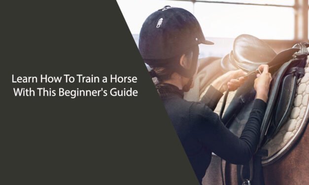 Learn How To Train a Horse With This Beginner’s Guide