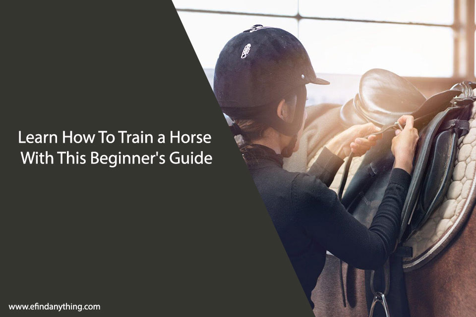 How To Train a Horse