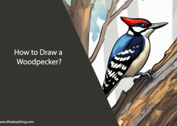 How to Draw a Woodpecker