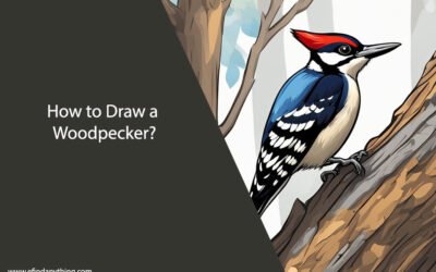 How to Draw a Woodpecker: Step-by-Step Guide for Beginners