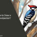 How to Draw a Woodpecker