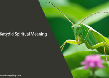 Katydid Spiritual Meaning